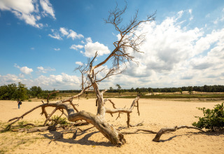 View of a dry sandy plain with a dead tree in the center under a partly cloudy sky near a lodge.