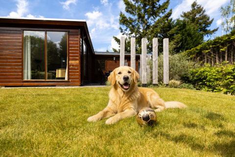 Een vrolijke golden retriever ligt in het gras met een voetbal voor een houten glampingverblijf.