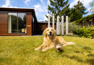 Un golden retriever felice sdraiato sull'erba con un pallone davanti a una cabina glamping in legno.