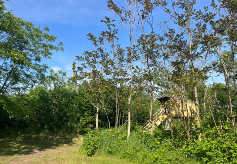 Groen natuurgebied met boomhut in de buurt van Neuf-Brisach, Grand Est, Frankrijk, onder een blauwe lucht.