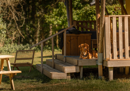 Hond rust op de veranda van een safaritent bij De Bos Escape, Gooise Heide, Nederland, omringd door natuur.