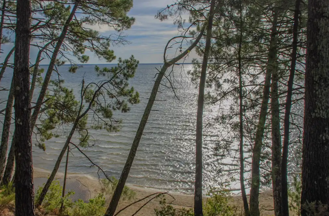 Vue sur le lac à travers les pins au Seasonova Camping Le Lac de Cazaux en Occitanie, France.