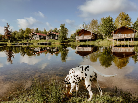 Een dalmatiër drinkt aan het meer voor houten lodges met veranda, weerspiegeld in het kalme water.