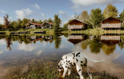 A Dalmatian drinks by the lakeshore in front of wooden cabins and lodges with verandas reflected in water.