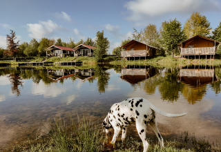Ein Dalmatiner trinkt am Seeufer vor Hütten und Lodges mit Veranda, die sich im Wasser spiegeln.