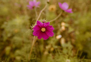 Lila Blume im Fokus bei Chalet Lodge, Holiday Park Eigen Wijze, Niederlande, unscharfer Hintergrund.