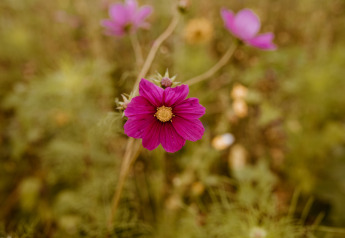 Lila Blume im Fokus bei Chalet Lodge, Holiday Park Eigen Wijze, Niederlande, unscharfer Hintergrund.