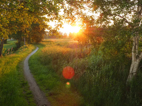 Sunset along a winding path surrounded by greenery at Groupaccommodation 'de Blokhut' in the Netherlands.