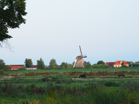 Blick auf eine Windmühle, Wiesen und grasende Pferde bei der Gruppenunterkunft 'de Blokhut' im Ferienpark Eigen Wijze.