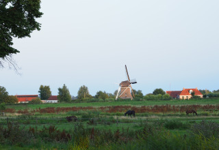 Udsigt over en vindmølle og grønne marker med græssende heste ved Groupaccommodation 'de Blokhut' i Holland.