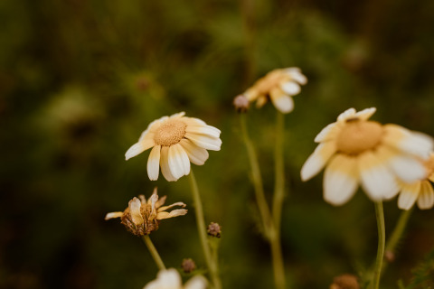 Gros plan sur des marguerites sauvages dans un hébergement glamping, avec un fond naturel vert flou.