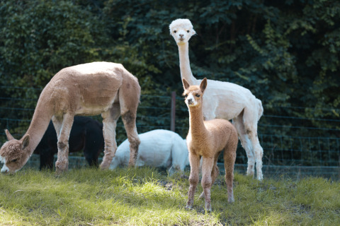 Alpaca’s met jong op het gras bij de Safari Trekking tent op camping ’t Geuldal in Nederland.