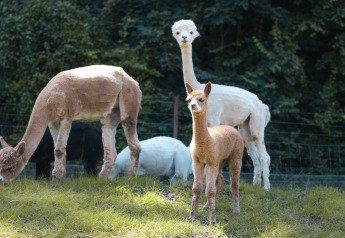 Alpaca e piccolo che pascolano vicino alla tenda Safari Trekking al campeggio 't Geuldal nei Paesi Bassi.