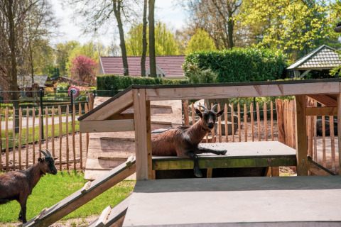 Deux chèvres jouent sur une structure en bois dans un jardin clôturé, avec des lodges et des arbres derrière.