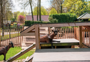 Twee geiten spelen op een houten klimrek in een omheinde tuin met lodges en groene bomen op de achtergrond.