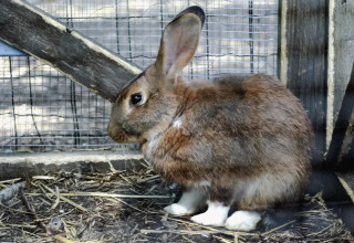 Ein braunes Kaninchen mit weißen Pfoten sitzt in einem Gehege im Seasonova Camping Le Brabois, Frankreich.