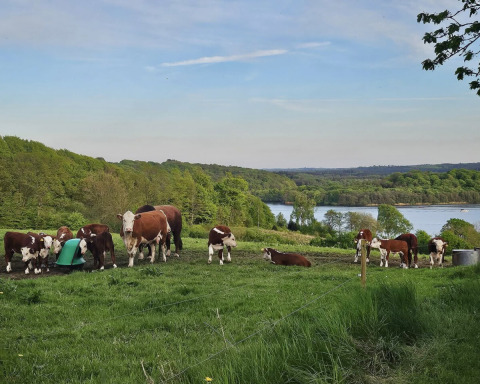 Kvæg græsser fredeligt på en grøn mark med udsigt over skov og sø ved Terrassen Camping i Danmark.