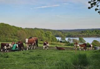Koeien grazen op een groene weide met uitzicht op bos en meer bij Terrassen Camping in Denemarken.
