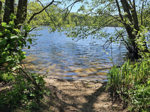 Uitzicht op een rustige plas omgeven door groene bomen en struiken nabij Silkeborg in Midden-Denemarken.