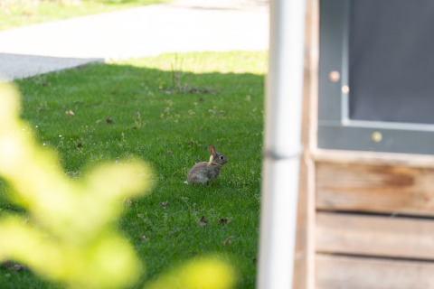 Un pequeño conejo está sentado en el césped cerca de una tiny house en Tiny Home at Urban-Gardens Gent, Bélgica.