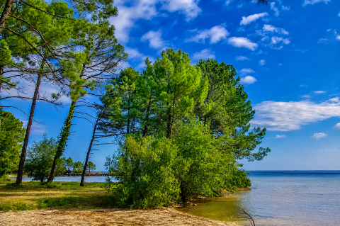 Pins au bord du lac sous un ciel bleu, Seasonova Camping Le Lac de Cazaux, Occitanie, France.
