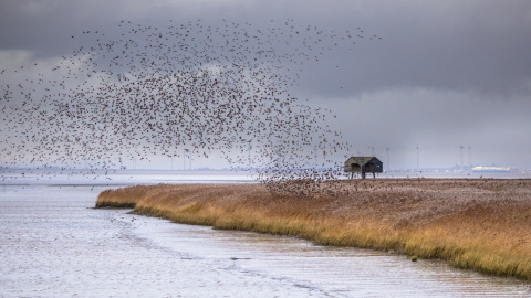 Een grote zwerm vogels vliegt over de rietvelden nabij Vierhuizen, Groningen, Nederland op een grijze dag.
