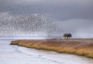 Una gran bandada de aves sobrevuela los humedales cerca de Vierhuizen, Groningen, Países Bajos.