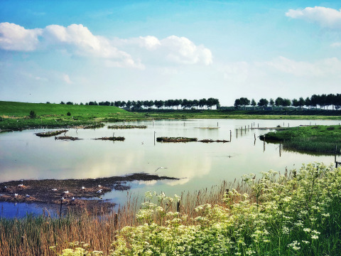 Landschaft mit ruhigem See, grünen Wiesen und Wildblumen nahe Kamperland, Zeeland, Niederlande.
