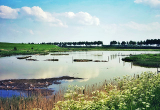 Landschaft mit ruhigem See, grünen Wiesen und Wildblumen nahe Kamperland, Zeeland, Niederlande.