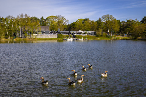 Een meer met zes zwanen op de voorgrond en vakantiepark Bospark 't Wolfsven op de achtergrond, Nederland.