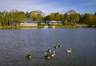 Een meer met zes zwanen op de voorgrond en vakantiepark Bospark 't Wolfsven op de achtergrond, Nederland.
