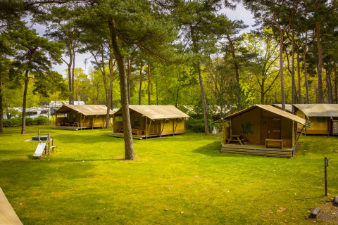 Safaritenten op Bospark 't Wolfsven vakantiepark tussen bomen en gras in Noord-Brabant, Nederland.