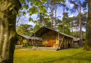 Træhytter i skovområde ved Bospark 't Wolfsven feriepark i Nord-Brabant, Holland, på en solrig dag.