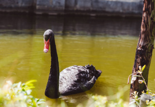 Black swan swimming in the pond at Bospark 't Wolfsven holiday park, North Brabant, Netherlands.