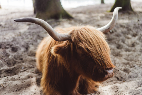 Vache Highland à longues cornes et poil fourni allongée dans le sable du Bospark 't Wolfsven, Pays-Bas.