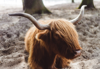 Skotsk højlandskvæg med lange horn og tyk pels sidder i sandet i Bospark 't Wolfsven, Holland.