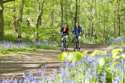Deux personnes font du vélo sur un chemin boisé fleuri de bleu au parc de vacances Tolplas, Overijssel, Pays-Bas.