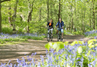 Deux personnes font du vélo sur un chemin boisé fleuri de bleu au parc de vacances Tolplas, Overijssel, Pays-Bas.