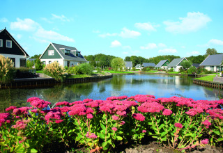 Vue sur Hunzepark, parc de vacances à Drenthe, Pays-Bas, avec chalets, lac et fleurs roses au premier plan.