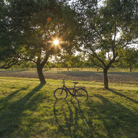 Fiets onder bomen met zonlicht op een glampingspot, omgeven door velden en natuur.
