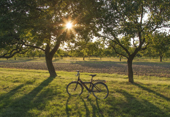 Fiets onder bomen met zonnestralen op een glampinglocatie, omringd door velden en natuur.