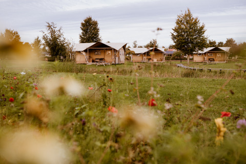 Tentes safari glamping au Holiday park Eigen Wijze aux Pays-Bas entourées de prés verts et fleurs sauvages.