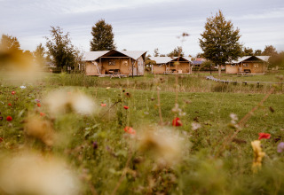 Tentes safari glamping au Holiday park Eigen Wijze aux Pays-Bas entourées de prés verts et fleurs sauvages.