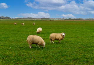 Sheep grazing on a lush green field under a blue sky, with a lodge and village in the background.