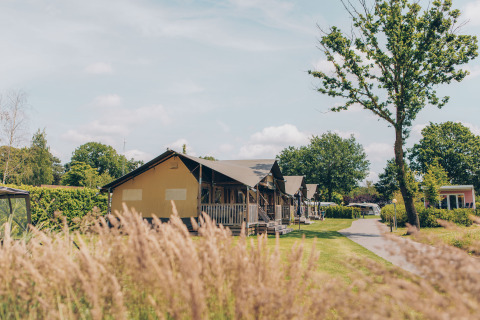 Safarizelte 'Edelhert' im Ferienpark Ackersate in den Niederlanden, umgeben von Natur und Sommergräsern.