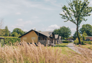 Tenda safari 'Edelhert' presso il parco vacanze Ackersate nei Paesi Bassi, immersa nel verde e nella quiete.