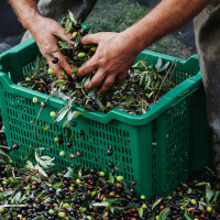 Persona recogiendo aceitunas recién cosechadas en una caja verde cerca de Isolabona, Liguria, Italia.