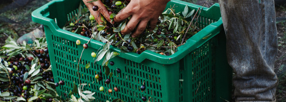 Eine Person sammelt frische Oliven in einer grünen Kiste nahe Isolabona, Ligurien, Italien.