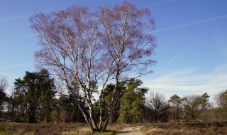 Árbol y camino de tierra en Strabrechtse Heide, Someren, Brabante Septentrional, Países Bajos