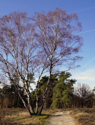 Boom en zandweg op Strabrechtse Heide, Someren, Noord-Brabant, Nederland